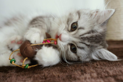 猫カフェでもはじめるか 誰でも開業できるの ネコ好きにゃんこの肉球ぷにぷに